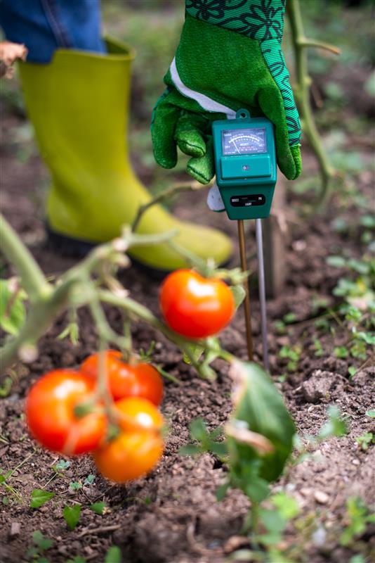 tomates cherry smart biofert