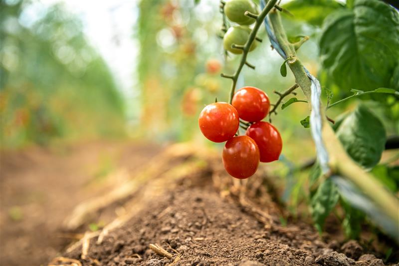 tomates cherry smart biofert